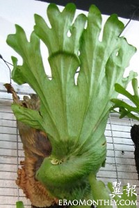 Platycerium grande大叶鹿角蕨